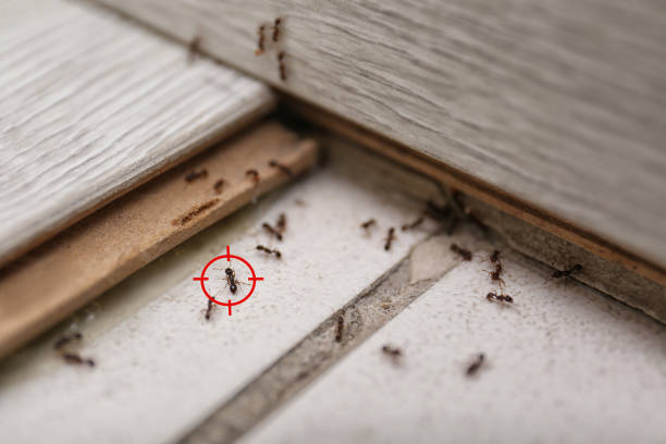 Best Mosquito Control Services  in Port Huron, MI